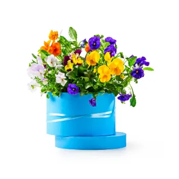 Organic Pansy Plant Pansy Plant8-8985049-88253.webp